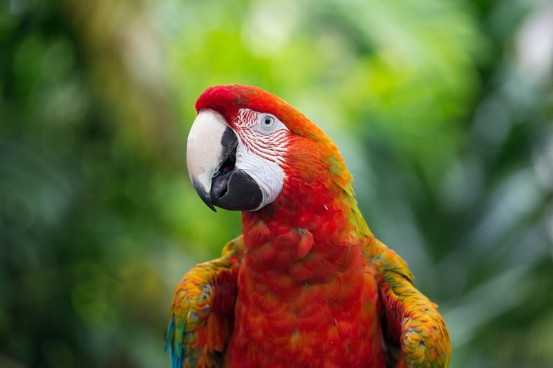 Exotic Wildlife