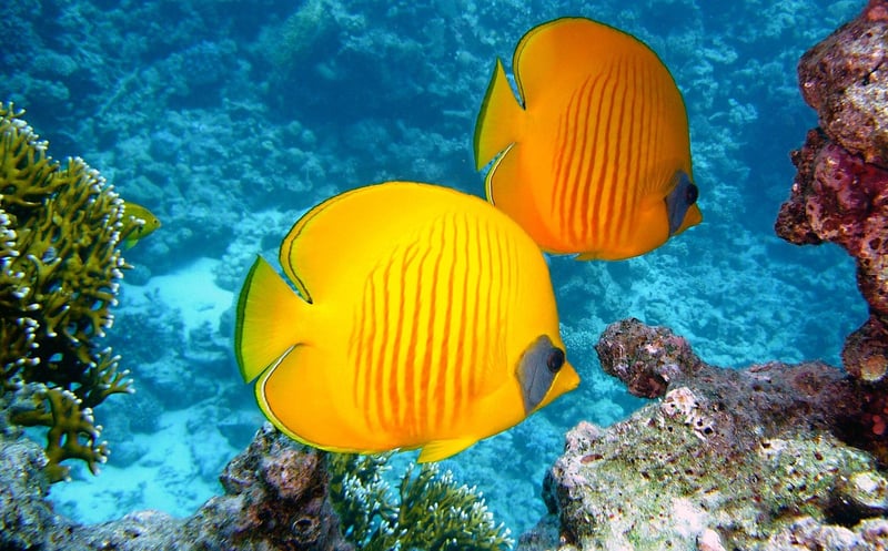 Underwater Dive