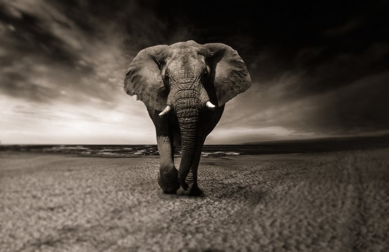 Elephants in the African Savanna