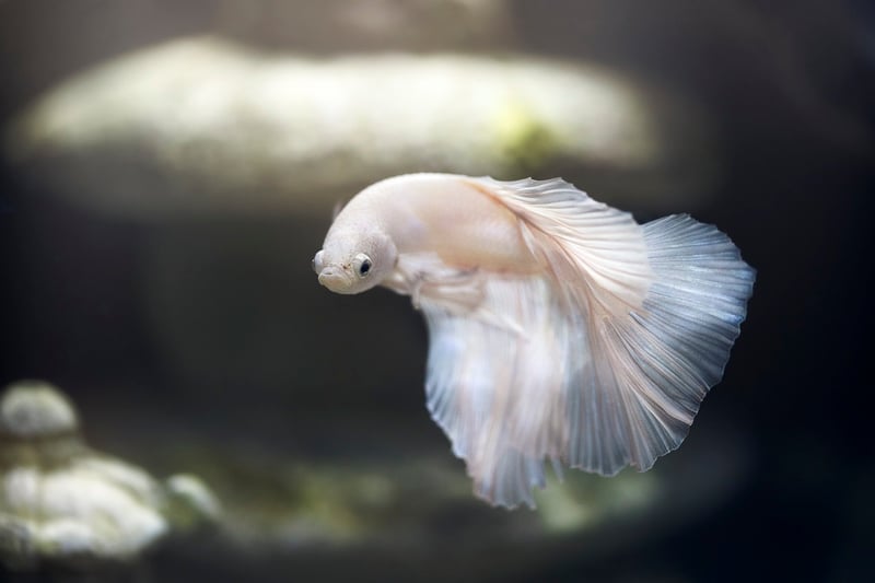 Fish in a Coral Reef