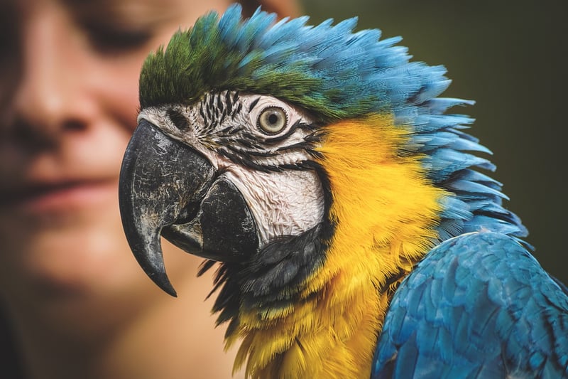 Macaw in the Amazon Rainforest